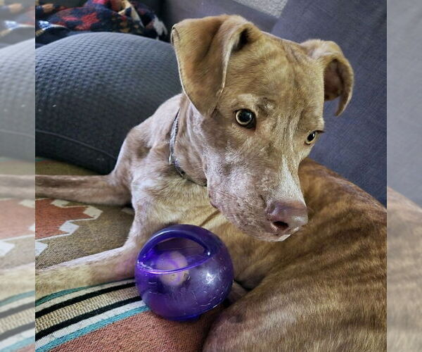 Medium Photo #4 Labrador Retriever-Unknown Mix Puppy For Sale in Tampa, FL, USA