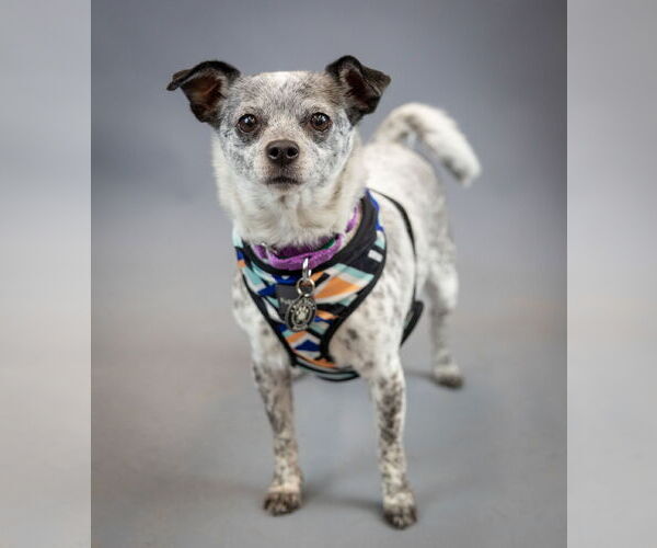 Medium Photo #2 Chiweenie Puppy For Sale in Princeton, MN, USA