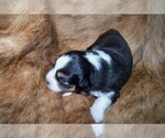 Small #10 Australian Shepherd