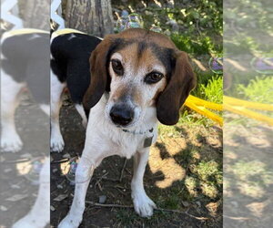 Beagle Dogs for adoption in Calgary, Alberta, Canada