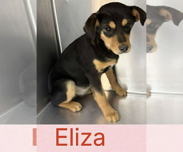 Medium Photo #1 Mutt Puppy For Sale in Aurora, IN, USA