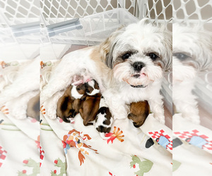 Mother of the Shih Tzu puppies born on 08/12/2022