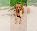 Small #9 Coonhound Mix