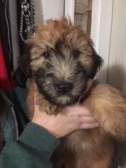 Soft Coated Wheaten Terrier Puppy for sale in CORWIN, OH, USA