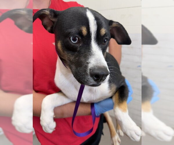 Medium Photo #1 Mutt Puppy For Sale in San Bernardino, CA, USA