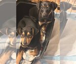 Small Photo #4 Doberman Pinscher-Labrador Retriever Mix Puppy For Sale in Seattle, WA, USA