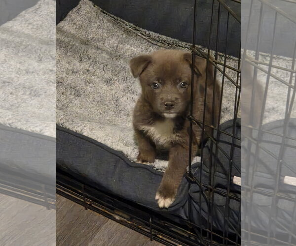 Medium Photo #2 Chihuahua-Unknown Mix Puppy For Sale in Plainfield, IL, USA