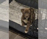 Small #1 Chihuahua Mix