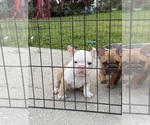 Small #6 French Bulldog
