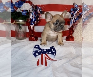 French Bulldog Puppy for sale in MURRIETA, CA, USA