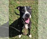 Small #1 American Pit Bull Terrier Mix