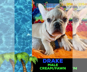 French Bulldog Puppy for sale in HEATHROW, FL, USA