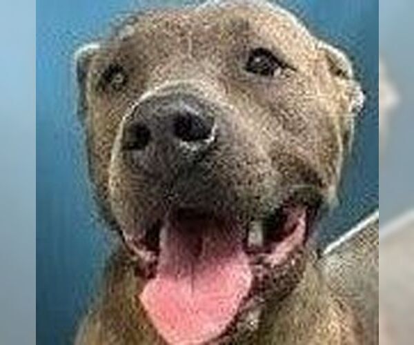 Medium Photo #1 American Staffordshire Terrier-Unknown Mix Puppy For Sale in columbia, SC, USA