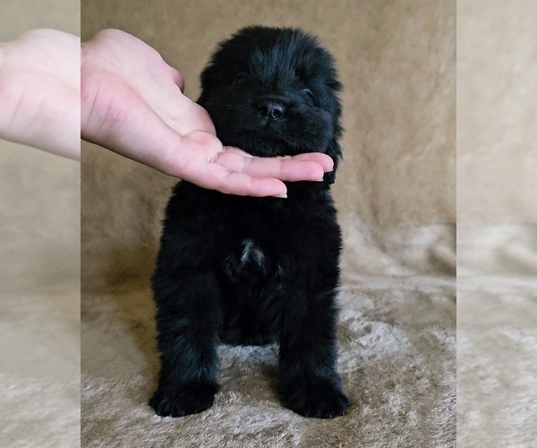 Medium Photo #48 Newfoundland Puppy For Sale in CAMBRIDGE, NE, USA