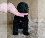 Small #4 Newfoundland