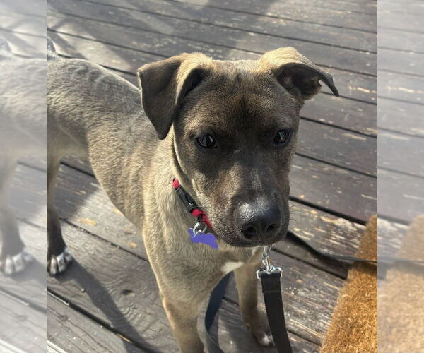 Medium Photo #4 Mutt Puppy For Sale in Oak Bluffs, MA, USA