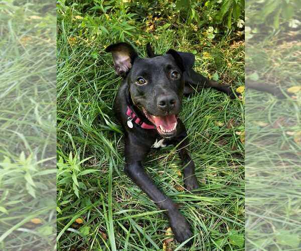 Medium Photo #13 Mutt Puppy For Sale in Candler, NC, USA