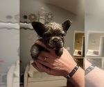 Small #9 French Bulldog