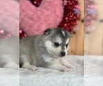 Puppy Rascal Alaskan Klee Kai-Pomsky Mix