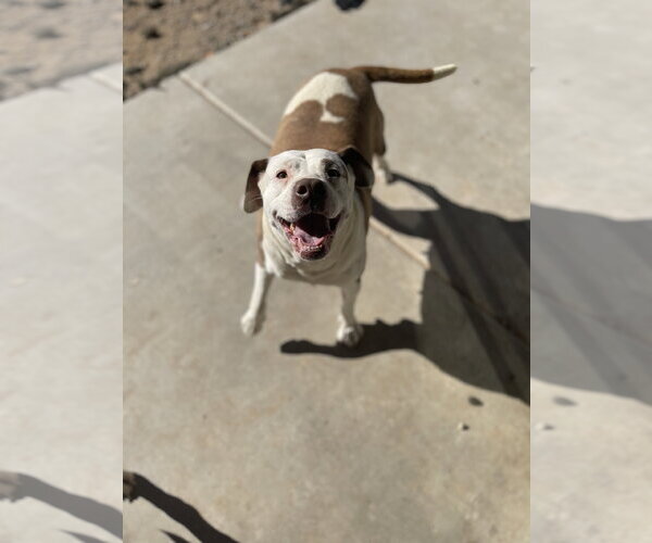 Medium Photo #1 Mutt Puppy For Sale in Chandler, AZ, USA