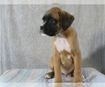 Puppy Spikes Boxer