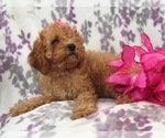 Small Photo #10 Cavapoo-Poodle (Miniature) Mix Puppy For Sale in LAKELAND, FL, USA
