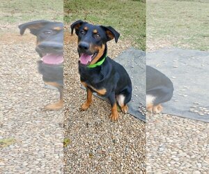 Rottweiler Dogs for adoption in Bardstown, KY, USA