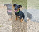 Small Photo #1 Rottweiler Puppy For Sale in Bardstown, KY, USA