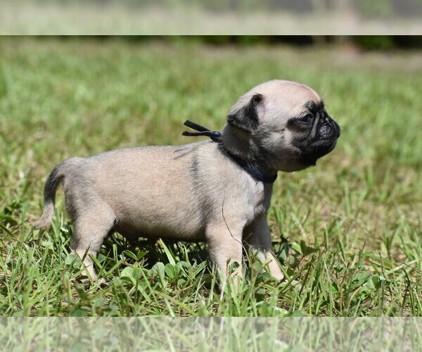 Medium Photo #5 Pug Puppy For Sale in PALM COAST, FL, USA