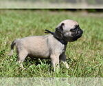 Small #4 Pug