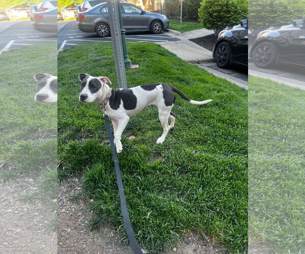 Medium Photo #3 American Pit Bull Terrier-Unknown Mix Puppy For Sale in Overland Park, KS, USA