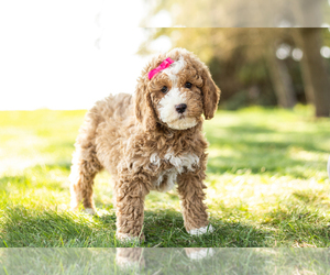Poodle (Miniature) Puppy for sale in SHIPSHEWANA, IN, USA