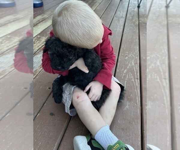 Medium Photo #7 Puli Puppy For Sale in MIDDLETOWN, VA, USA