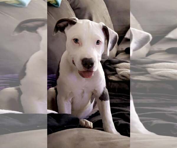 Medium Photo #4 Mutt Puppy For Sale in Waterloo, IA, USA