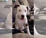 Small #3 Mutt