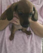 Small Photo #2 Dachshund Puppy For Sale in HAINES CITY, FL, USA
