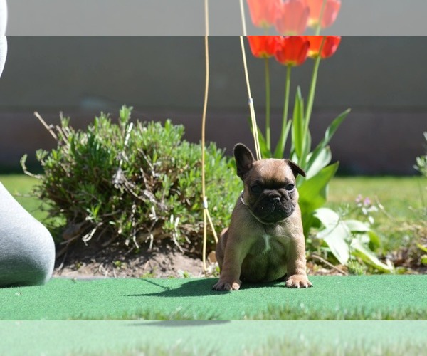 Medium Photo #2 French Bulldog Puppy For Sale in Budapest, Budapest, Hungary