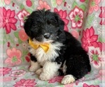 Small Photo #4 Pembroke Welsh Corgi-Poodle (Standard) Mix Puppy For Sale in LANCASTER, PA, USA