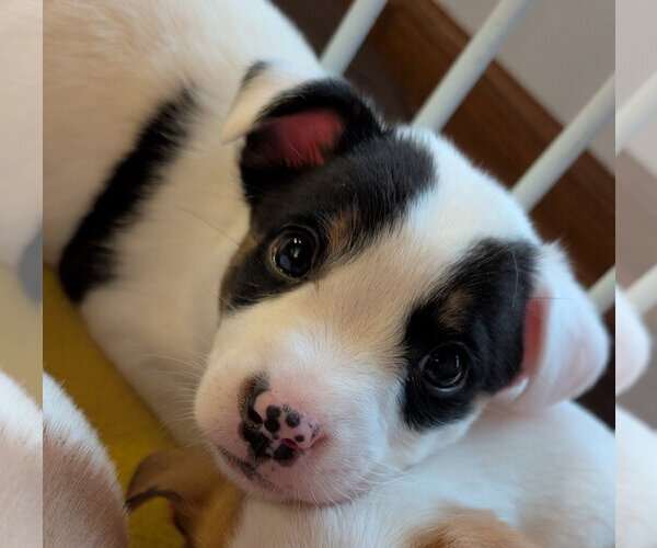 Medium Photo #5 Mutt Puppy For Sale in Brooklyn Center, MN, USA