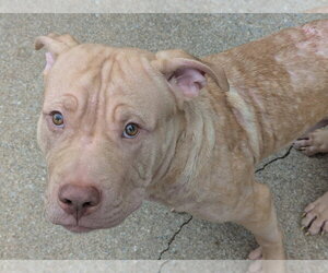 Frankie OâMalley    (2026) - Male Mutt Dog for Adoption - Photo #4