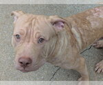 Small Photo #4 Mutt Puppy For Sale in Wenonah, NJ, USA