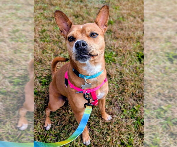 Medium Photo #1  Puppy For Sale in , 