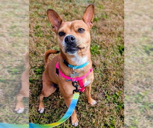Boston Terrier-Unknown Mix Dogs for adoption in Shermans Dale, PA, USA