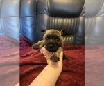 Small #7 Cairn Terrier
