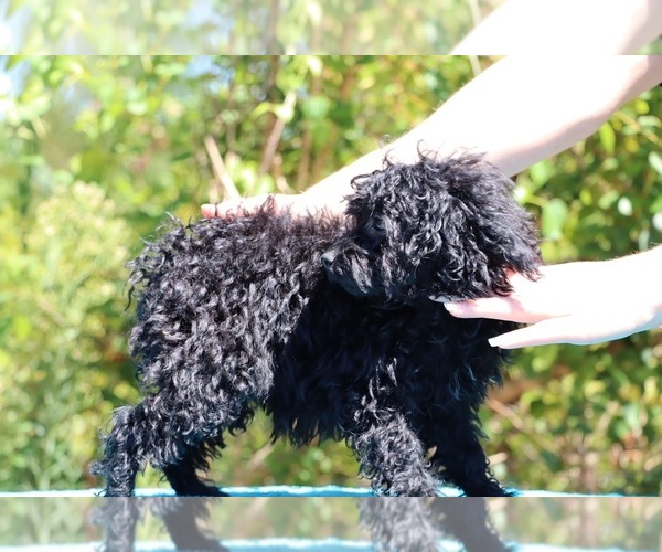 Medium Photo #35 Poodle (Toy) Puppy For Sale in DYERSBURG, TN, USA