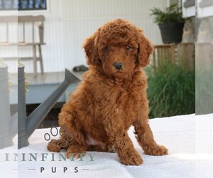 Goldendoodle (Miniature) Puppy for sale in EPHRATA, PA, USA