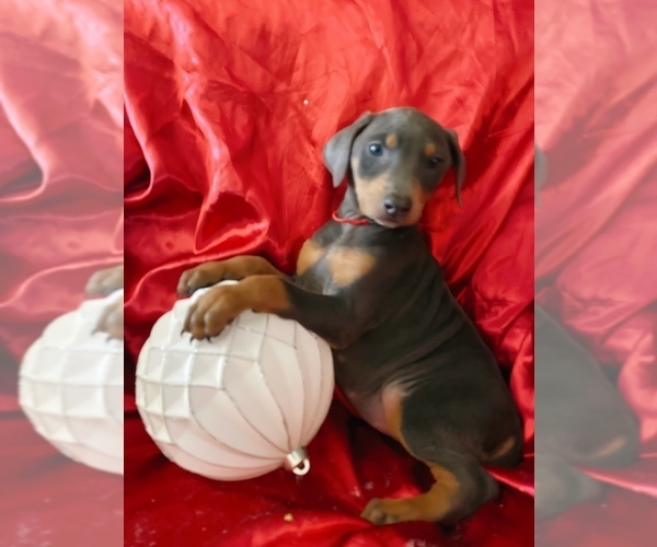 Medium Photo #2 Doberman Pinscher Puppy For Sale in YUCCA VALLEY, CA, USA