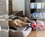 Small Photo #6 Spanish Mastiff Puppy For Sale in GILLETTE, WY, USA