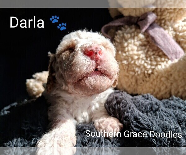 Medium Photo #7 Goldendoodle (Miniature) Puppy For Sale in GASTONIA, NC, USA