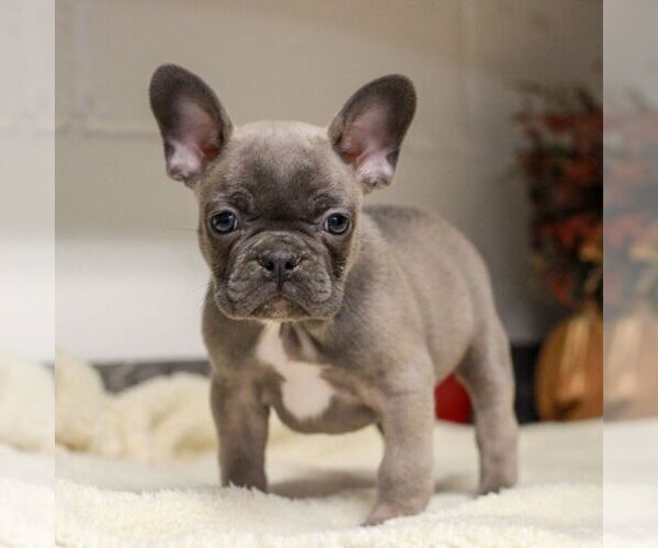 Medium Photo #4 French Bulldog Puppy For Sale in EAST EARL, PA, USA